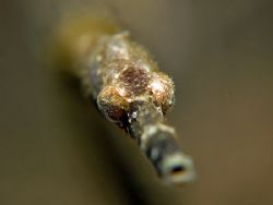 Look Into My Eyes! Taken In Anilao, Philippines with Cano... by Edvin Eng 